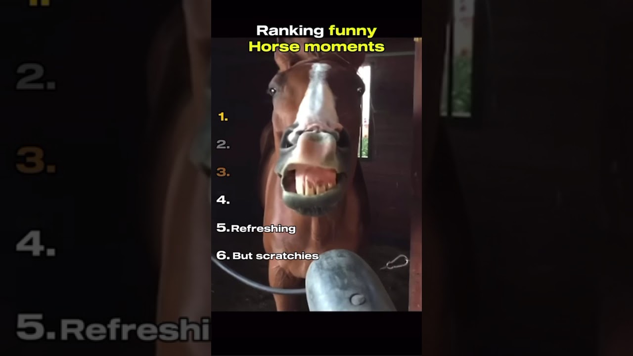 Ranking funny horse moments