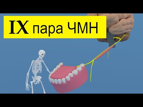 Языкоглоточный нерв | Путь от мозга (схематично) | Medanatfarm