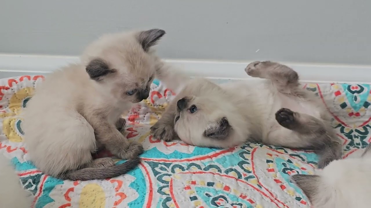 PeachBlossoms 4 week old Balinese kittens