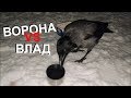 Как ворона обдурила Владислава