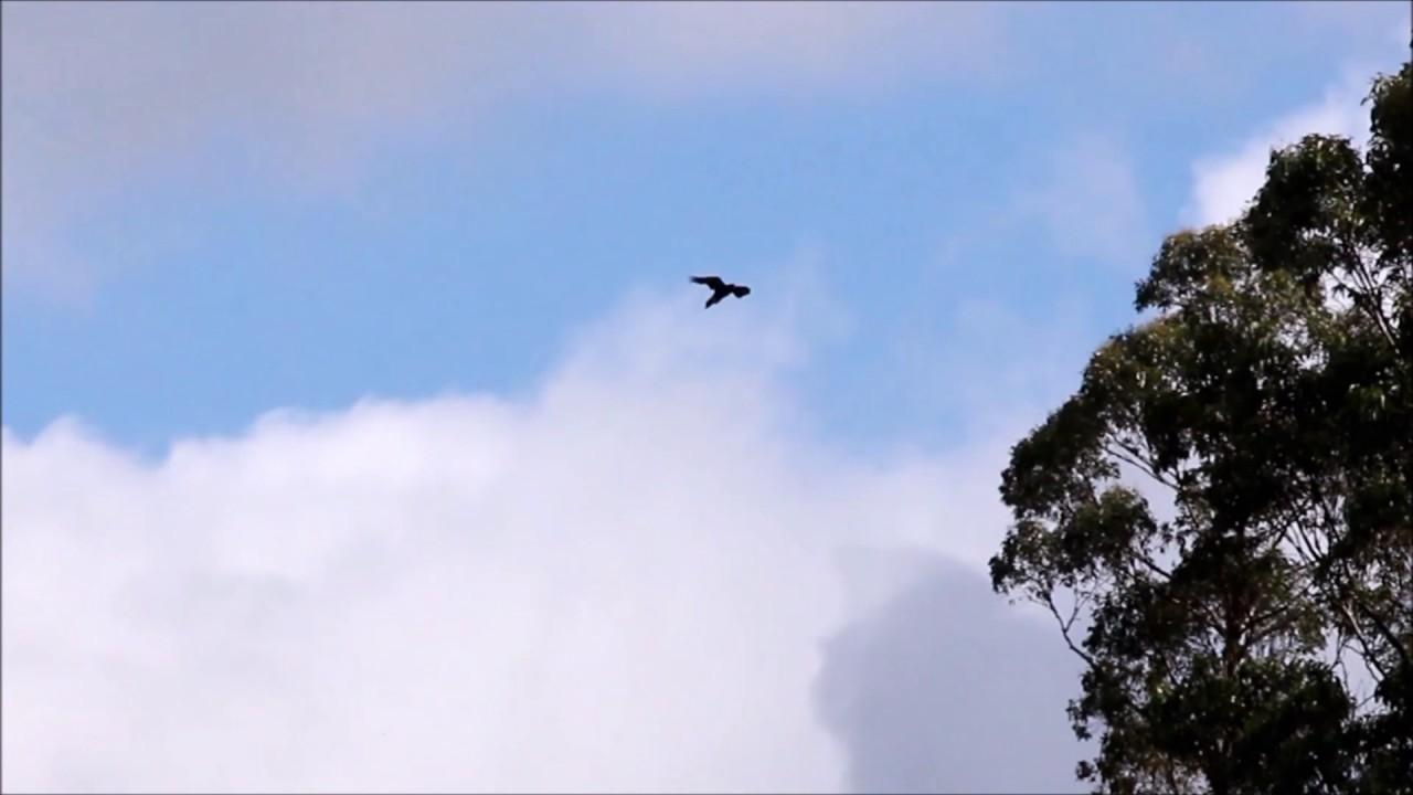 Wedge Tailed Eagle calls