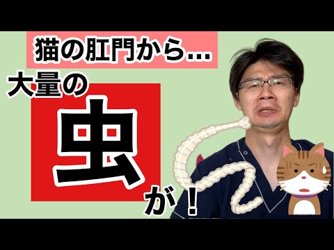 突然猫の肛門から大量の白く細い虫が出てくる!?猫の猫条虫についてのお話【小動物獣医師のお話 Vol.72】