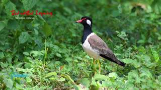 Red-Wattled Lapwing