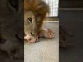 Babbar Sher Animal Youtubeshorts Babbar Sher Animal Youtubeshorts