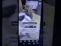 Cat Night Mare