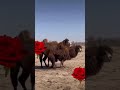 الإبل ام سنامين وموطنها في منطقة اسيا الوسطى