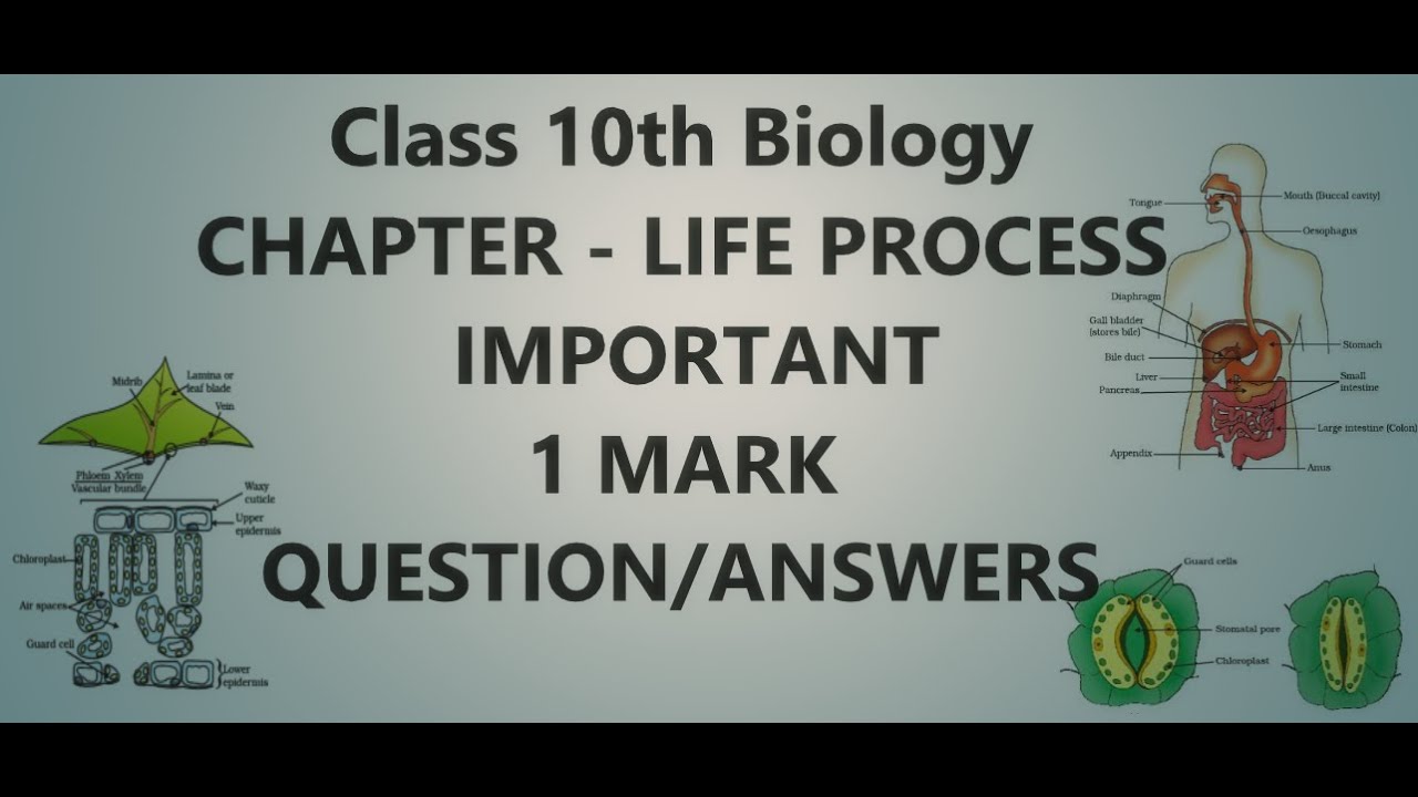 Class 10th - Life Process - Important 1 Mark Question/Answers - YouTube