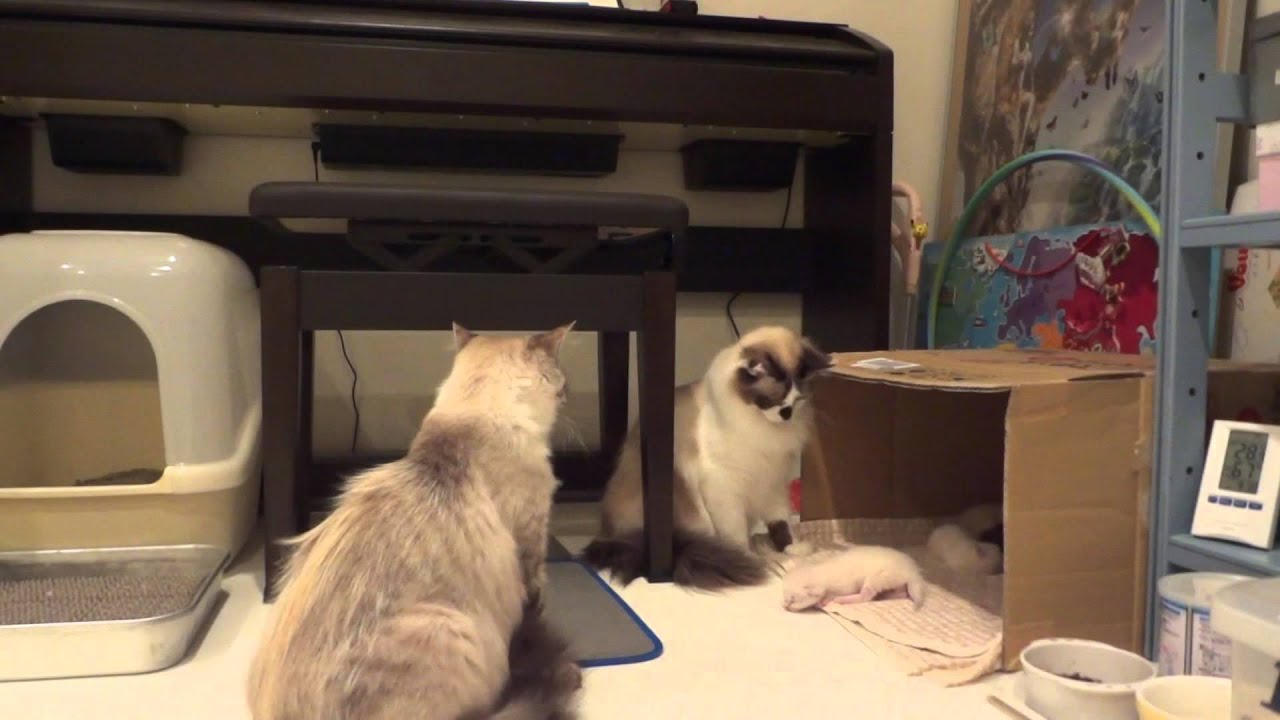 他の猫が子猫をいじくっていたら 母猫が ついに一撃 An Angry Mother Cat Attacks Brutally Youtube