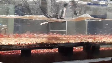 UB-Lab 2C - Sheet-flow