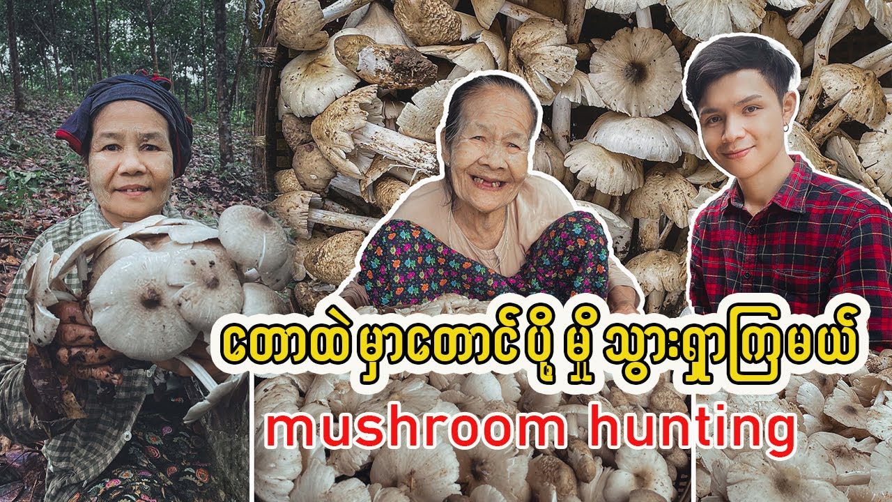 အမေနဲ့အတူ တောထဲမှာ ပေါက်တဲ့ "တောင်ပို့မှို "သွားရှာကြမယ် ไปเก็บเห็ดปลวก, muschroom hunting with Mom