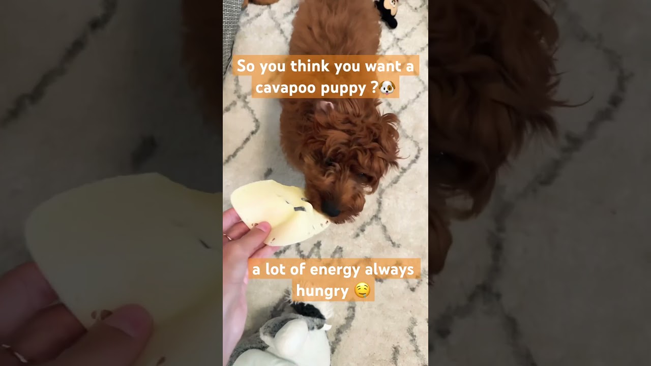 Cavapoo puppy a lot of energy bites ask for snack all the time lol 😂 fun puppy 🐶 