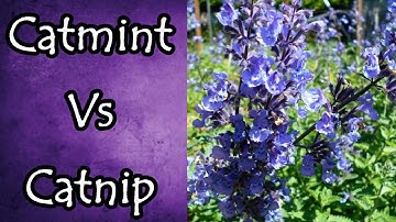 Catmint Vs Catnip and How to Tell the Difference