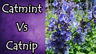 Catmint Vs Catnip and How to Tell the Difference