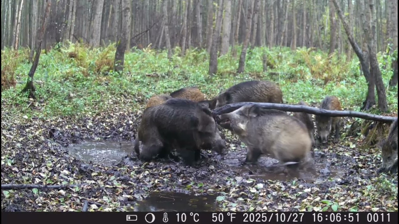 DZIKI W BABRZYSKU!!! WILDBOAR!! #fotopułapka #wildlife #wildboar #hunting #trailcam 