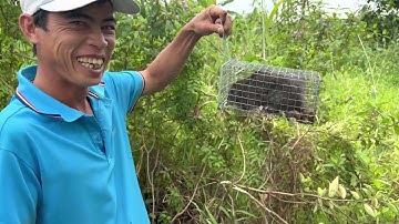 697 l Thăm bẫy chuột cống nhum về quay dạ giòn l Mousa