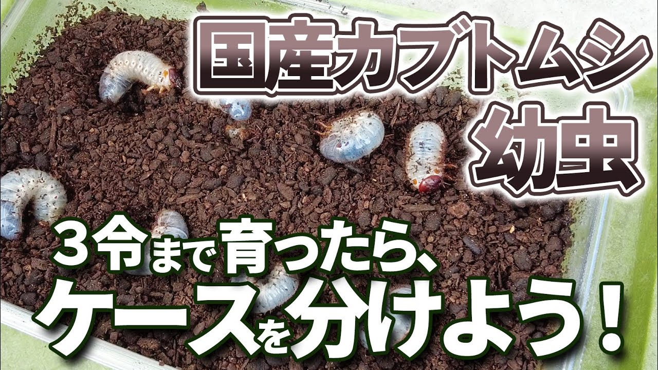 After laying eggs, once the Japanese rhinoceros beetle larvae have