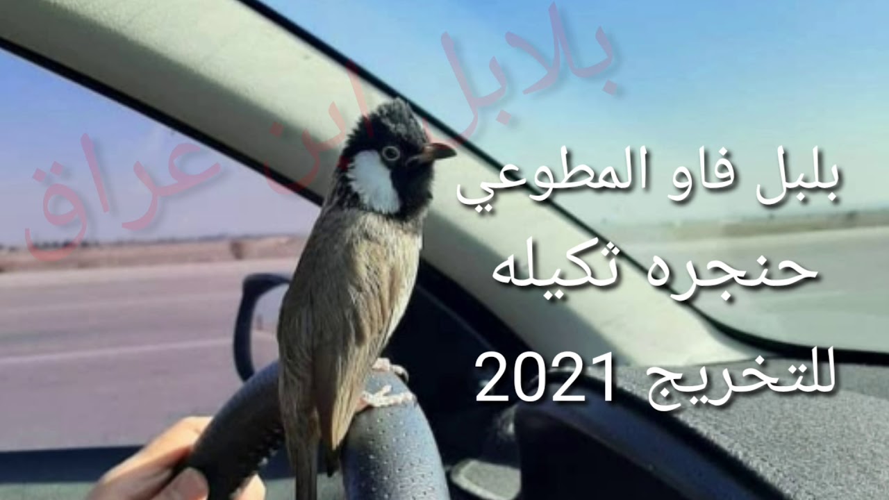 تغريد بلبل طور فاو المطوعي راقي حنجره ثكيله  طير بطل مداور بل لسن ماشاء الله للتخريج بلابيل ٢٠٢١