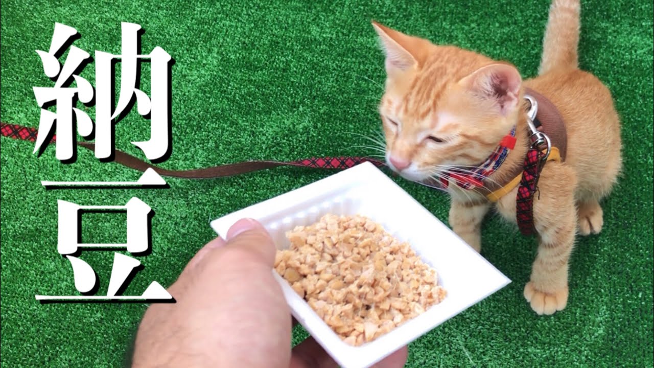 Download 保護子猫 猫が初めて納豆を食べるとこうなりますｗ Daily Movies Hub