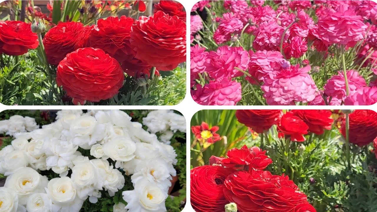 ŞAKAYIK EREN GÜL NASIL DİKİLİR? NASIL BAKILIR? RİZONLAR SATIŞTA!