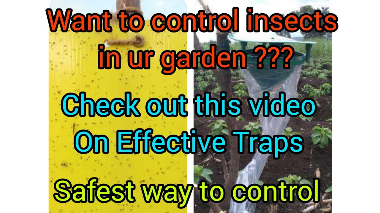 Great "Traps" to control Insects/pests in your lovely Garden