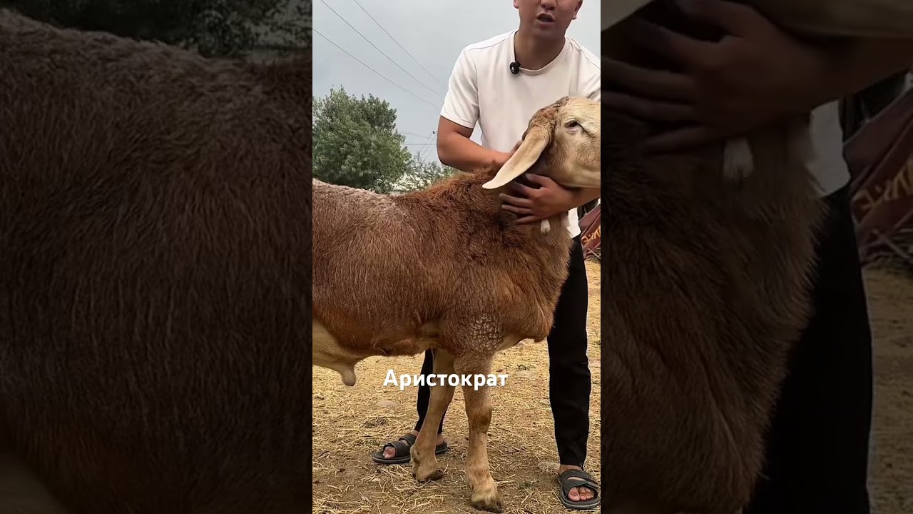 Аристократ