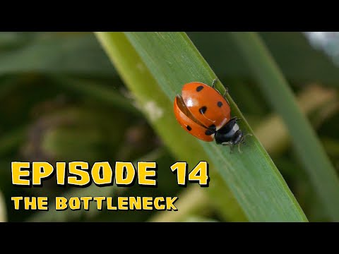 Surviving Bloomington All Stars - Episode 14: The Bottleneck