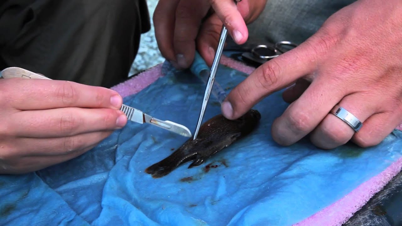 Ultrasonic Telemetry