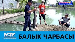 БАЛЫК ЧАРБАСЫ\\АЗЫРКЫНЫН АЗАМАТТАРЫ