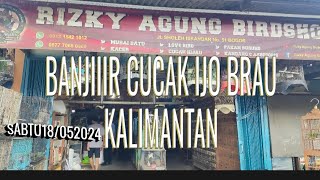 Banjiiir stok cucak ijo BRAU kalimantan update harga \u0026 stok burung masteran Rizky Agung birdshop