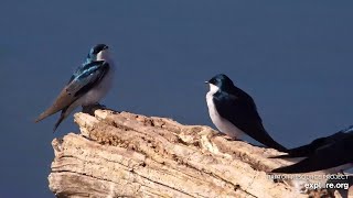 Mississippi River Flyway. Tree Swallows on the fallen tree - explore.org 04-24-2024