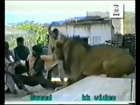 lion Attacked a Man-Real