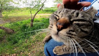 顔を見ると向かってくる野良猫　池の畔からトコトコやって来た