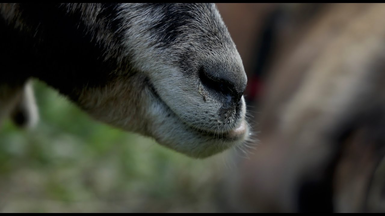 Alpabzug der Ziegenalp Sust Peil 2024