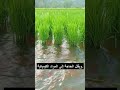 إعادة إحياء أحواض السمك مع الزراعة