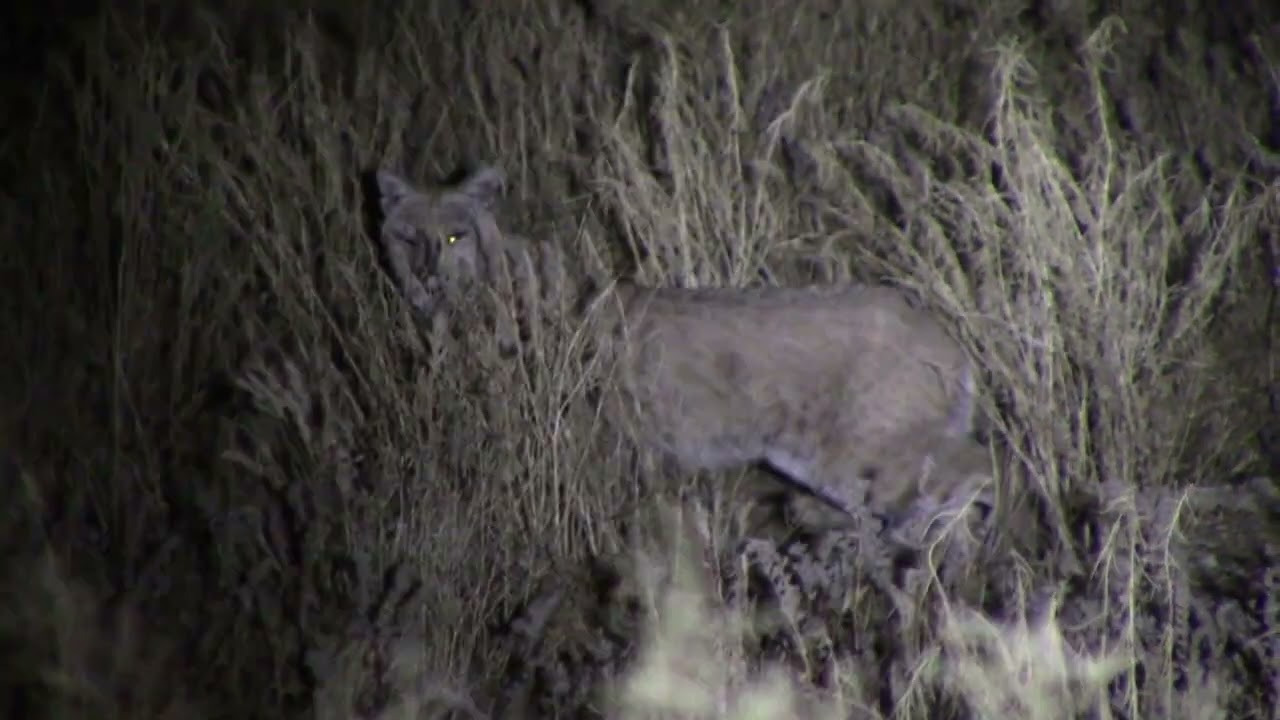 Bobcat! about to hunt
