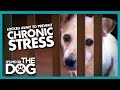 Stressed Jack Russell Faces an Early Grave | It's Me or the Dog