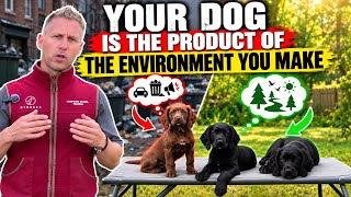 Your Puppy is the productive of the environment you make !