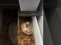 Pinstripe Pied Ball Python deep in shed
