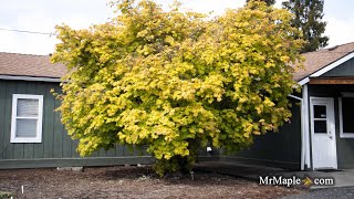 The Biggest ’Autumn Moon’ Japanese Maple I’ve ever seen!