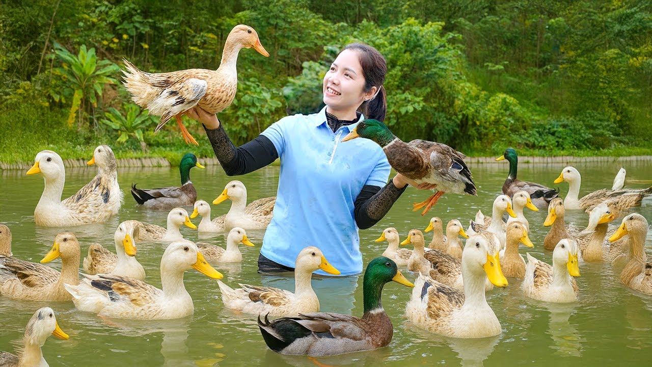 REWIND TIMELAPSE - Harvesting 1000+kg Wild Duck Go To Market Sell, Gardening and Cooking