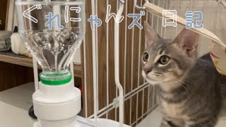 【ことらとこはく】猫のゲージにピュアクリスタルの給水器を設置してみたら…大惨事！！