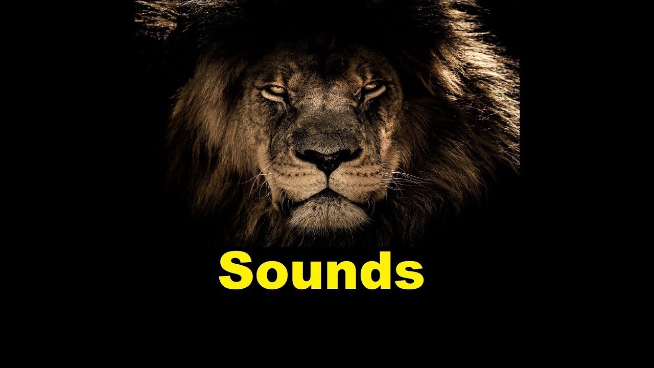 Звук льва слушать