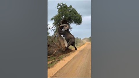 LAn angry elephant knocks down a tree #shortvideo #elephant #tree #usashorts #animals