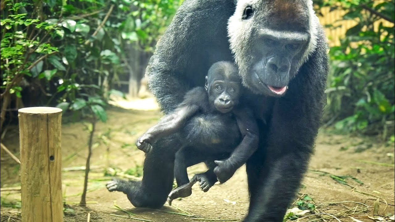 Mom Gorilla is hobbled with her foot | GENKI | Kyoto Zoo - YouTube