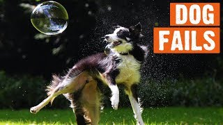 Funny Dog Fails | 1/2019 by I Love My Dog 89 views 5 years ago 6 minutes, 2 seconds