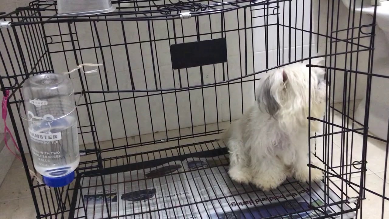 Dog obedience training sit and stay YouTube