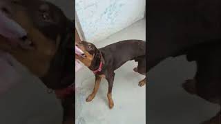 Dangerous Doberman fight training//#dober attack training #fighter pitbull