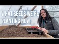 What seeds were starting now  pepperharrowfarmcom