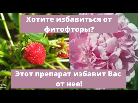 Триходерма вериде. Для