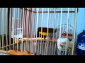 BURUNG KOLIBRI SRIGANTI JANTAN SUARA TOP